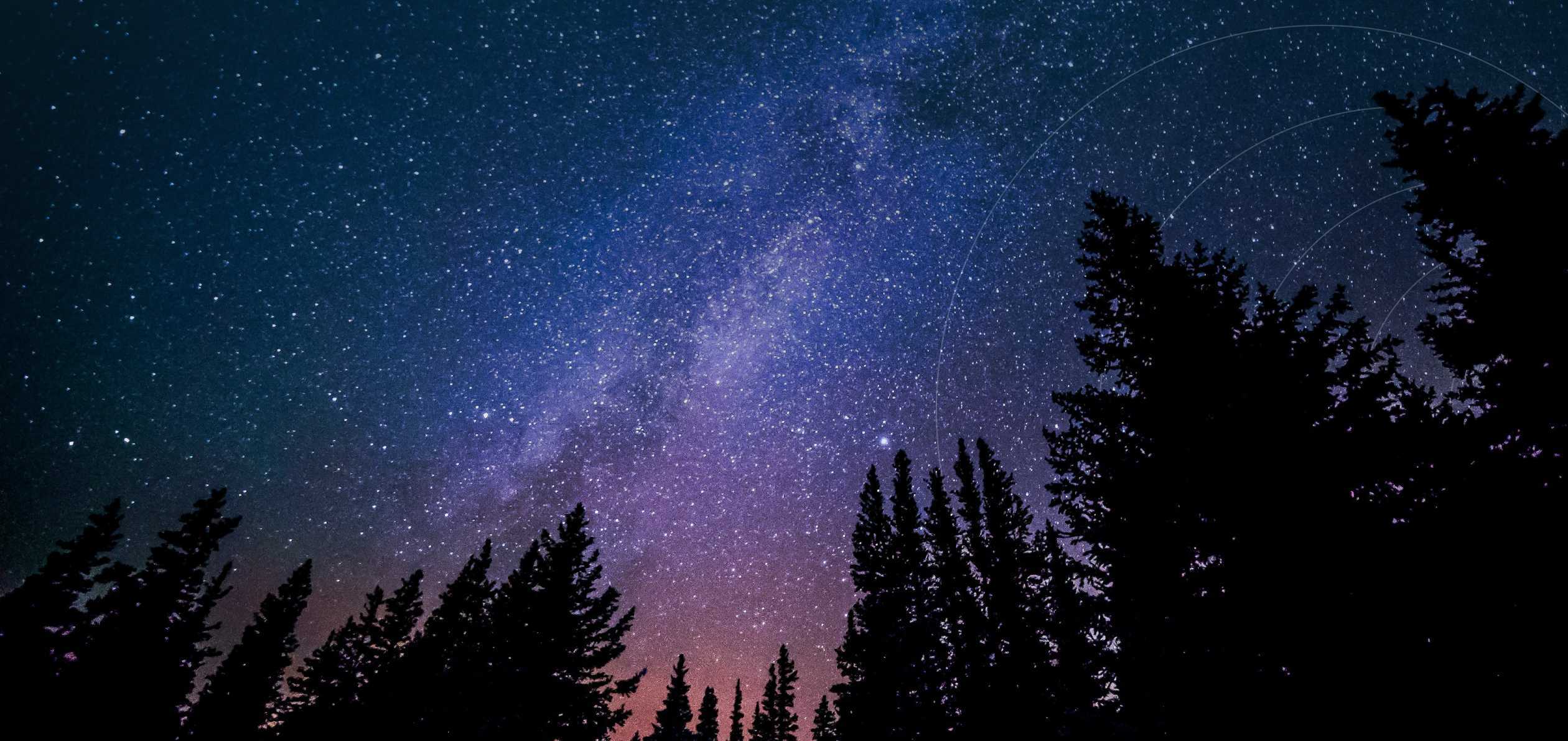 Dark forest and stars